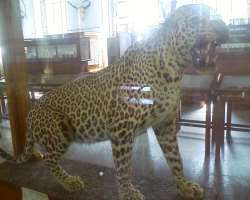 The museum is home to various galleries which portray the animals like Stuffed peacocks, peahen, chinkara, leopard, and much more The museum is home to various galleries which portray the animals like Stuffed peacocks, peahen, chinkara, leopard, and much more.